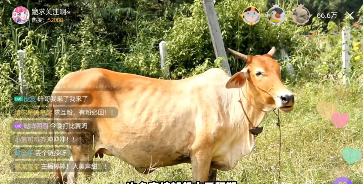 2009年属牛2024年考运好不好(2)
