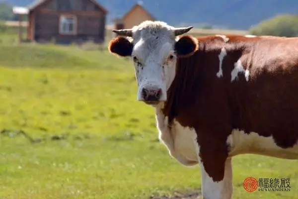 2021年属狗和属牛两夫妻的运势如何呢(1)