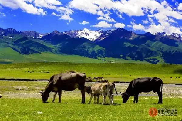 2021年属狗和属牛两夫妻的运势如何呢(2)