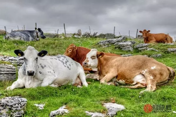 2021年属狗和属牛两夫妻的运势如何呢(3)