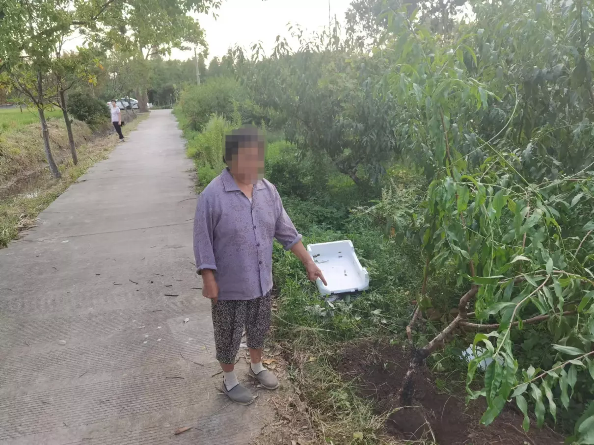 周公解梦梦见桃树被砍是什么意思啊(1)