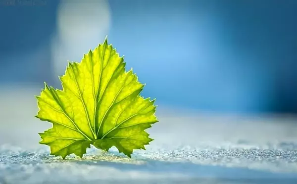 梦见已故朋友是什么征兆呢周公解梦(3)