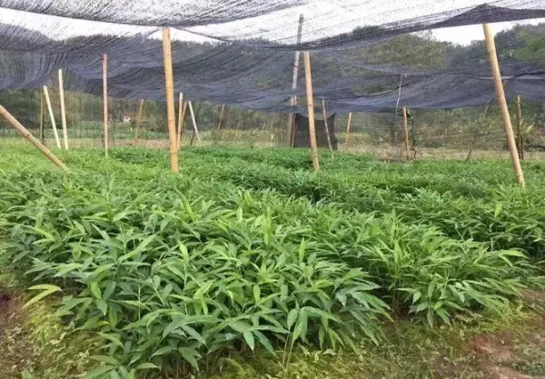 梦到包粽子的叶子是啥意思呀周公解梦(15)