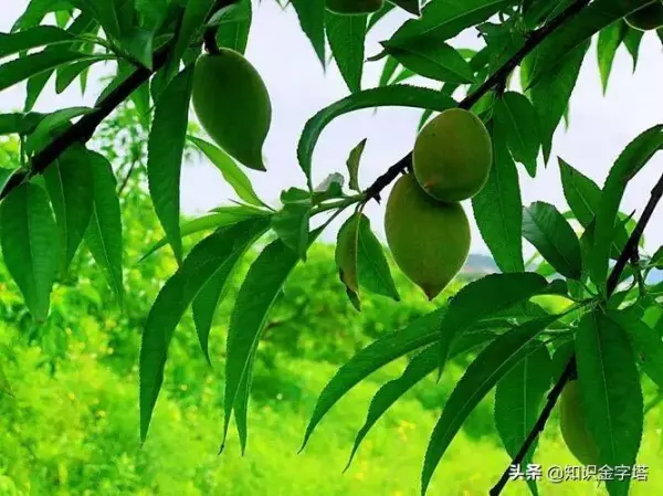 梦到包粽子的叶子是啥意思呀周公解梦(21)