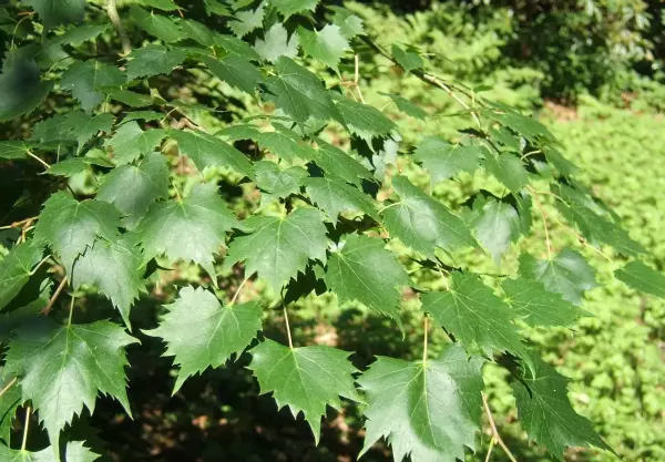 梦到包粽子的叶子是啥意思呀周公解梦(24)