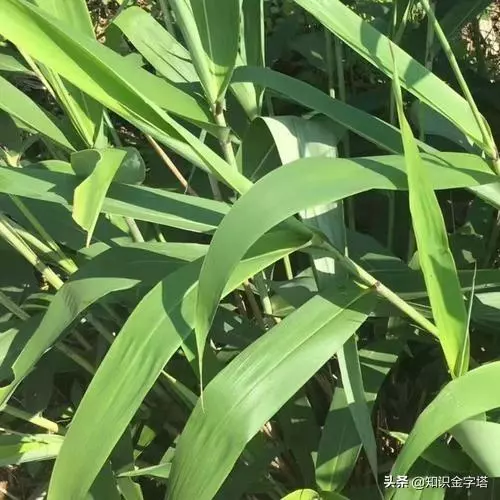 梦到包粽子的叶子是啥意思呀周公解梦(2)