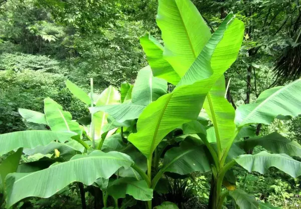 梦到包粽子的叶子是啥意思呀周公解梦(5)