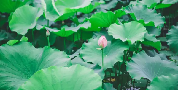 梦到包粽子的叶子是啥意思呀周公解梦(8)