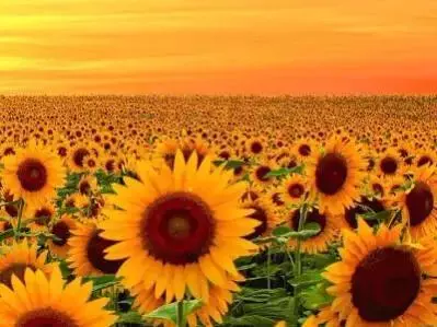 狮子座2023年阳历1月运程如何呢(1)