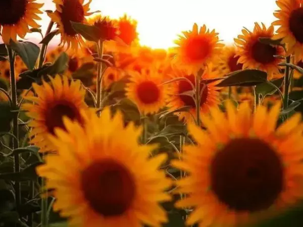 狮子座2023年阳历1月运程如何呢(2)