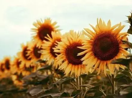 狮子座2023年阳历1月运程如何呢(3)