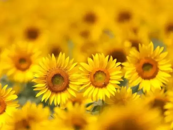 狮子座2023年阳历1月运程如何呢(4)