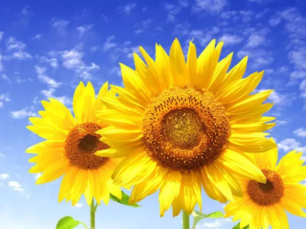 狮子座2023年阳历1月运程如何呢(5)