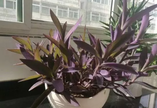 紫竹梅怎么养才能更旺盛(3)