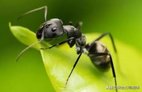 周公解梦梦见家里全是蚂蚁窝什么意思啊(2)
