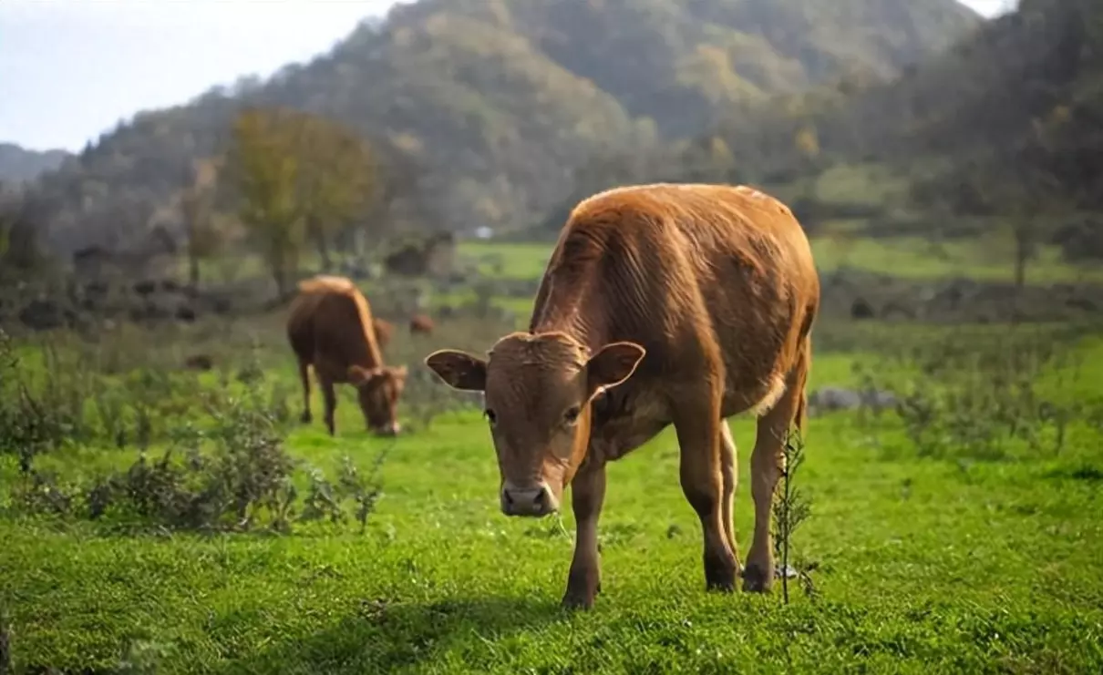 1961年农历10月12出生的人命运如何(1)
