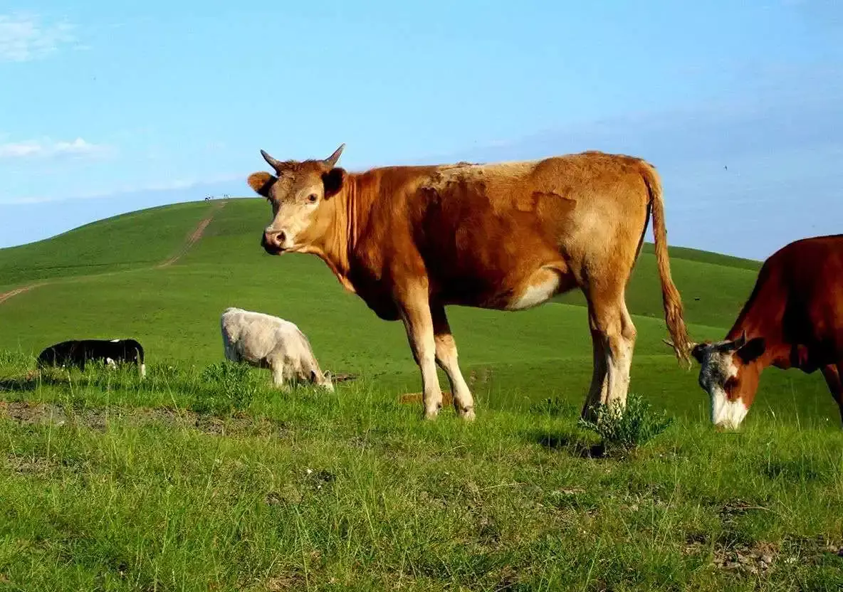 1961年农历10月12出生的人命运如何(3)