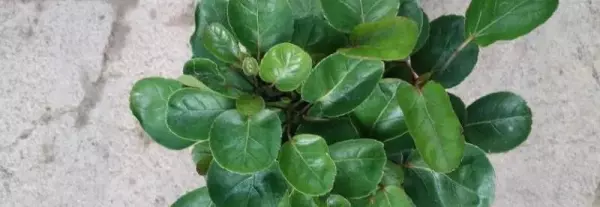 钱多多绿植的养护方法(1)