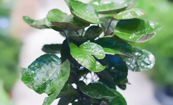 钱多多绿植的养护方法(2)