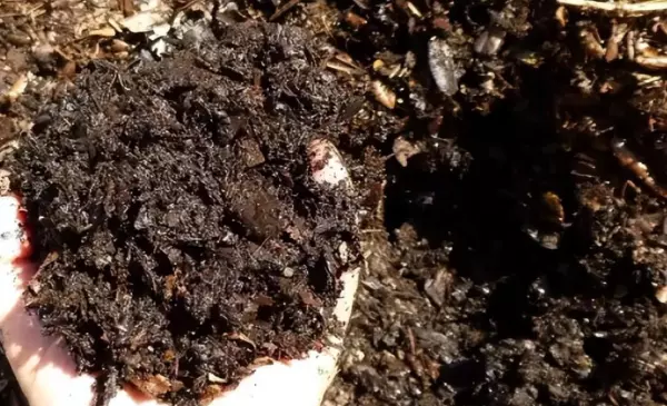 钱多多绿植的养护方法(3)