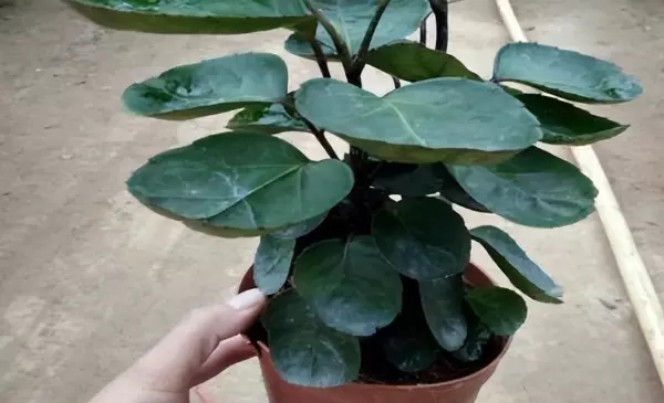 钱多多绿植的养护方法(4)