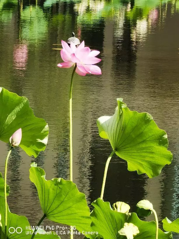 芳心是事可可是什么意思(4)