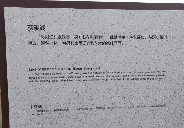荻花和芦苇花的区别(1)