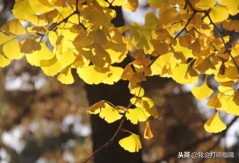 梦到自己吃芝麻烤饼什么意思周公解梦(1)