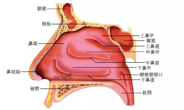 梦见掏出很多耳屎代表什么意思,好不好(7)