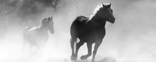 生肖马2021年阴历各月运势如何看呢(1)