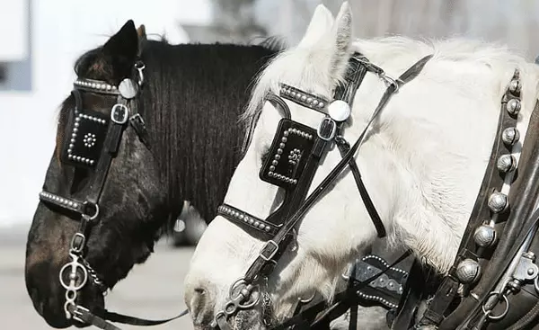 生肖马2021年阴历各月运势如何看呢(2)