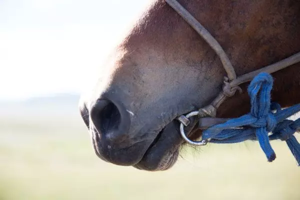 生肖马2021年阴历各月运势如何看呢(3)