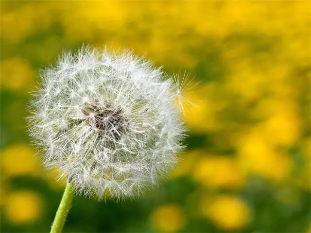 三月三日正午12点出生的男孩命运怎么样(1)