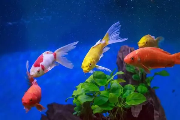 梦见别人的鱼缸突然漏水什么预兆呢周公解梦(2)
