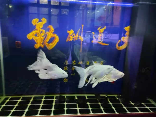 梦见别人的鱼缸突然漏水什么预兆呢周公解梦(3)