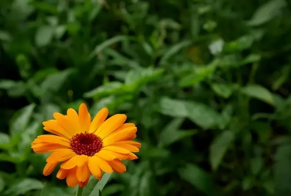 梦见夫妻甜蜜是什么意思周公解梦女人(4)