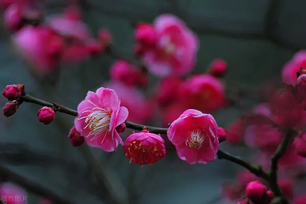 2022年春节运势低迷的生肖有哪几个生肖(3)