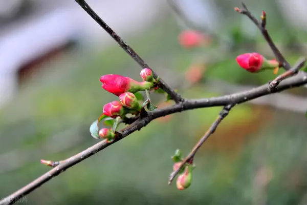 2022年春节运势低迷的生肖有哪几个生肖(5)