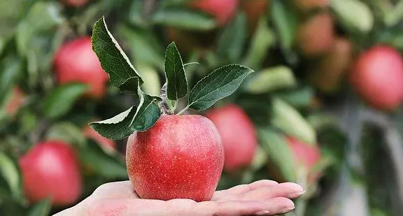 算命先生算的夫妻立子命不在一年(7)