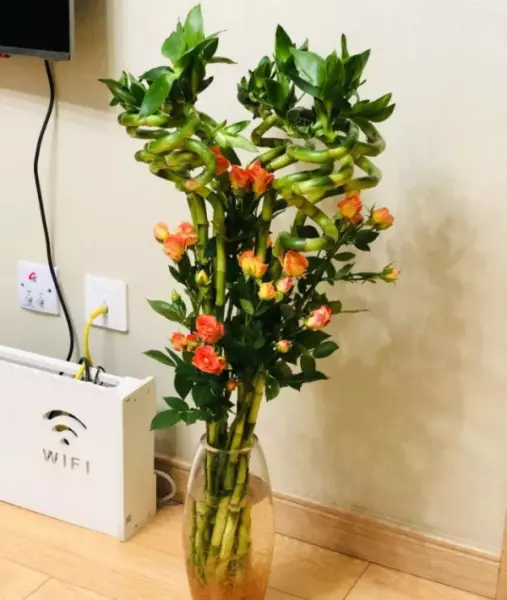 家里再穷也要养这3种花养什么花风水好(12)