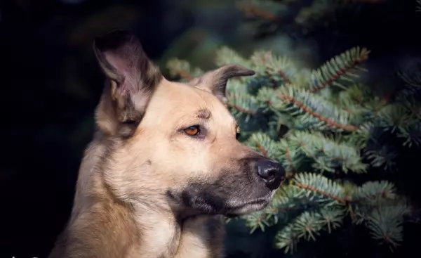 农历1994年腊月十九出生的运势怎么样女孩子(1)