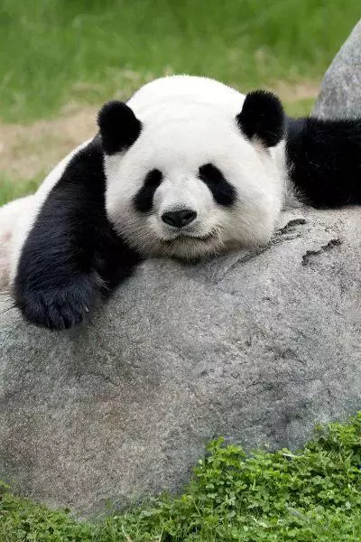 学生梦见长牙是什么意思周公解梦女生(2)