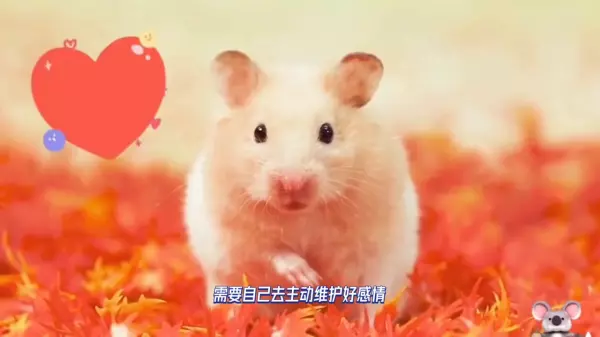 1996年的鼠在2020年整体运势怎么样(3)