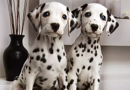 属狗人2023年全年运势如何呢女孩子性格怎么样(1)