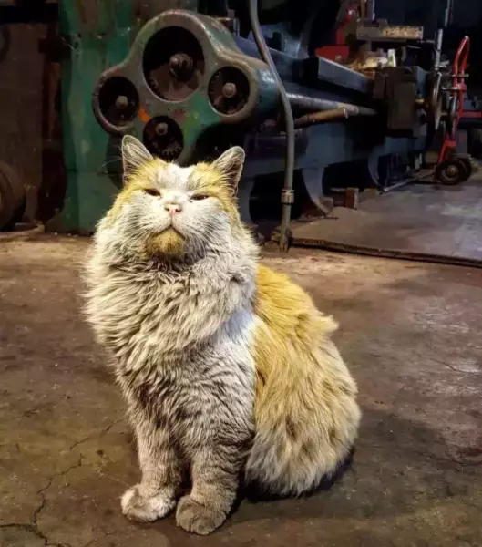 梦见抓住黑猫是什么预兆周公解梦女人(11)