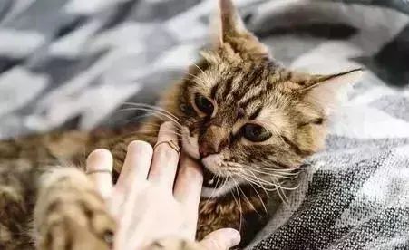 梦见抓住黑猫是什么预兆周公解梦女人(16)