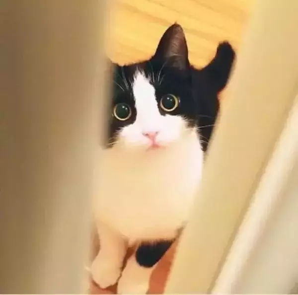 梦见抓住黑猫是什么预兆周公解梦女人(19)