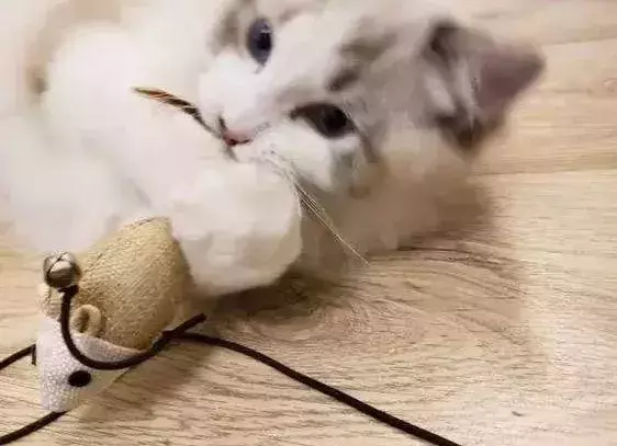 梦见抓住黑猫是什么预兆周公解梦女人(20)