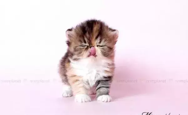 梦见抓住黑猫是什么预兆周公解梦女人(2)