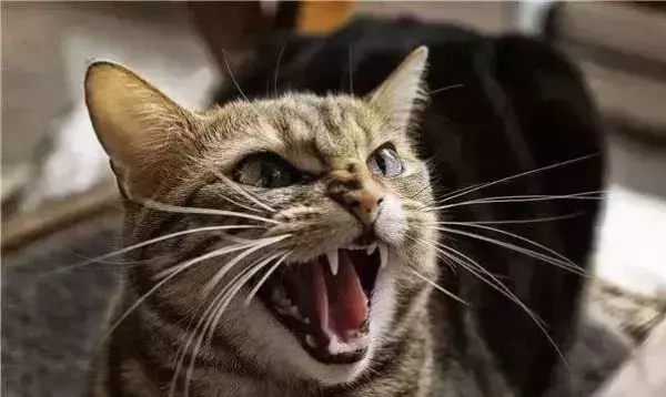 梦见抓住黑猫是什么预兆周公解梦女人(3)